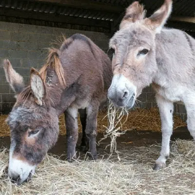 Isle of Wight Donkey Sanctuary